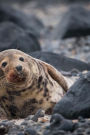 A Seal on a Rocky Shore Animal Journal: 150 Page Lined Notebook/Diary