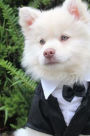 Adorable White Puppy Dog Dressed Up in a Tuxedo Journal: 150 Page Lined Notebook/Diary