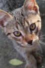What a Face! Sweet Tabby Kitty Cat Journal: 150 Page Lined Notebook/Diary