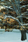 Journal Snowy Winter Tree: (Notebook, Diary, Blank Book)