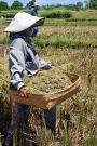 Woman Working in a Rice Field in Bali Journal: 150 Page Lined Notebook/Diary