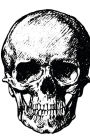Skull Sketch Book