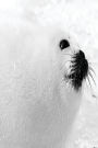 Journal Winter White Seal: (Notebook, Diary, Blank Book)