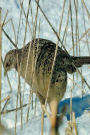 Journal Winter Bird: (Notebook, Diary, Blank Book)