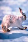 Journal White Hare Runs Through Winter Snow: (Notebook, Diary, Blank Book)