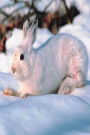Journal Cute White Bunny Lies In Snow: (Notebook, Diary, Blank Book)