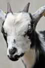 Hello Cute Little Black and White Goat Journal: 150 Page Lined Notebook/Diary