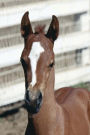 Equine Journal Foal With Stripe: (Notebook, Diary, Blank Book)