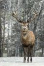 Hello, Mister Elk Animal Journal: 150 Page Lined Notebook/Diary