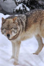A Wolf in the Snow in Yellowstone National Park Wyoming USA Journal: 150 Page Lined Notebook/Diary