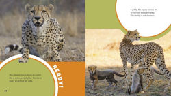 Alternative view 3 of A Day in the Life of a Cheetah: A 4D Book
