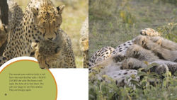 Alternative view 4 of A Day in the Life of a Cheetah: A 4D Book
