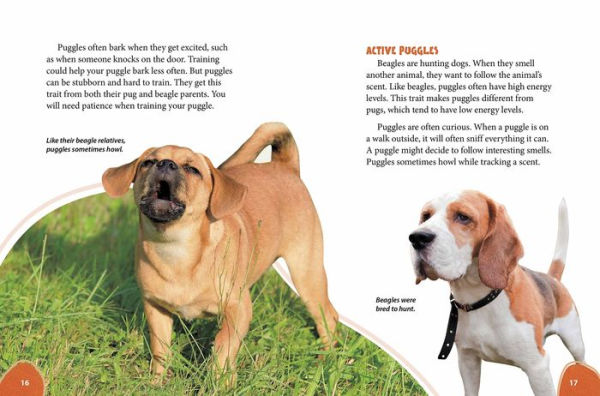 Puggle: Pugs Meet Beagles!