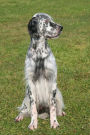 English Setter: Artified Pets Journal/Notebook/Diary