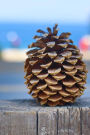 A Solitary Pinecone Still Life Journal: 150 Page Lined Notebook/Diary