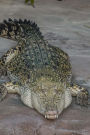 After While Crocodile! Reptile Journal: 150 Page Lined Notebook/Diary