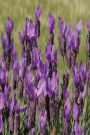 Floral Journal Lavender Meadow Flowers: (Notebook, Diary, Blank Book)