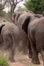 An Elephant Herd on the Move in Africa Journal: 150 Page Lined Notebook/Diary