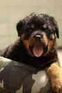 Friendly Little Rottweiler Puppy Dog Pet Journal: 150 Page Lined Notebook/Diary