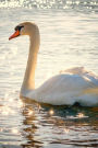 An Elegant White Swan Gliding on the Lake Journal: 150 Page Lined Notebook/Diary