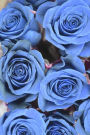 Blue Roses Because Blue Roses Flower Journal: 150 Page Lined Notebook/Diary