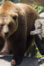 Well Hello There European Brown Bear Journal: 150 Page Lined Notebook/Diary