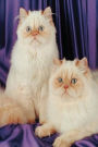 Two White Cats Photo Journal: (Notebook, Diary, Blank Book)