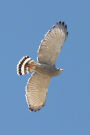 Gray Hawk Soaring in a Blue Sky Raptor Bird Journal: 150 Page Lined Notebook/Diary