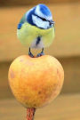 So Cute Blue Tit Bird Standing on an Apple Journal: 150 Page Lined Notebook/Diary