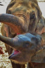 Happy Baby and Mama Elephant Getting a Snack Journal: 150 Page Lined Notebook/Diary