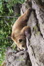 Adult Brown Bear Just Chilling on a Log Journal: 150 Page Lined Notebook/Diary