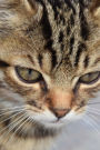 Very Close-Up Portrait of a Gray-Striped Tabby Kitten Journal: 150 Page Lined Notebook/Diary