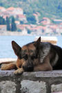 Such a Gorgeous German Shepherd Puppy Dog in the Shade Pet Journal: 150 Page Lined Notebook/Diary