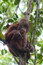 An Ever So Cute Little Baby Orangutan Great Ape Journal: 150 Page Lined Notebook/Diary