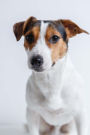 Such a Sweet Serious Jack Russell Terrier Dog Pet Journal: 150 Page Lined Notebook/Diary