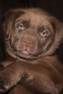 What a Cuddly Little Chocolate Labrador Retriever Puppy Dog Pet Journal: 150 Page Lined Notebook/Diary