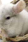 An Adorable White Chinchilla Pet Journal: 150 Page Lined Notebook/Diary