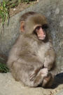 Such a Cute Little Japanese Snow Monkey Baby Journal: 150 Page Lined Notebook/Diary