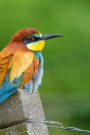 Colorful (Orange Blue Yellow Green) Meropidae Bee Eater European Bird Journal: 150 Page Lined Notebook/Diary