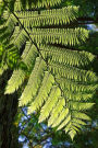A Bright Green Fern Leaf in the Forest Botanical Journal: 150 Page Lined Notebook/Diary