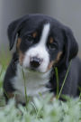 Totally Adorable Swiss Mountain Appenzeller Puppy Dog Pet Journal: 150 Page Lined Notebook/Diary