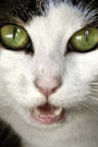 Journal: Green Eyed Cat