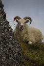 A Wild Sheep Reclining in the Grass on a Cliff in Iceland Journal: 150 Page Lined Notebook/Diary