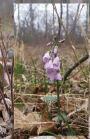Wildflowers: Journal