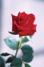 Floral Journal Single Red Rose Natural Beauty: (Notebook, Diary, Blank Book)