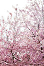 Journal: Cherry Blossoms, Pink, Stanley Park, 150 Lined Sheets (Front & Back Image Cover)