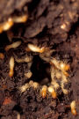 Insect Journal Termites At Work Entomology: (Notebook, Diary, Blank Book)