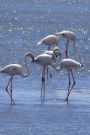 A Flock of Pretty Pink Flamingos Water Bird Animal Journal: 150 Page Lined Notebook/Diary