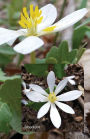 Bloodroot: Journal