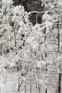 Winter Season Journal Nature Photo: (Notebook, Diary, Blank Book)